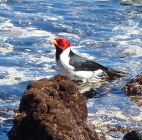 Yellow-billed Cardinal